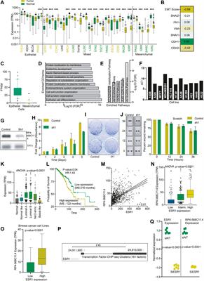 An epithelial-mesenchymal plasticity signature identifies two novel LncRNAs with the opposite regulation